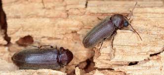 مكافحة بق الخشب